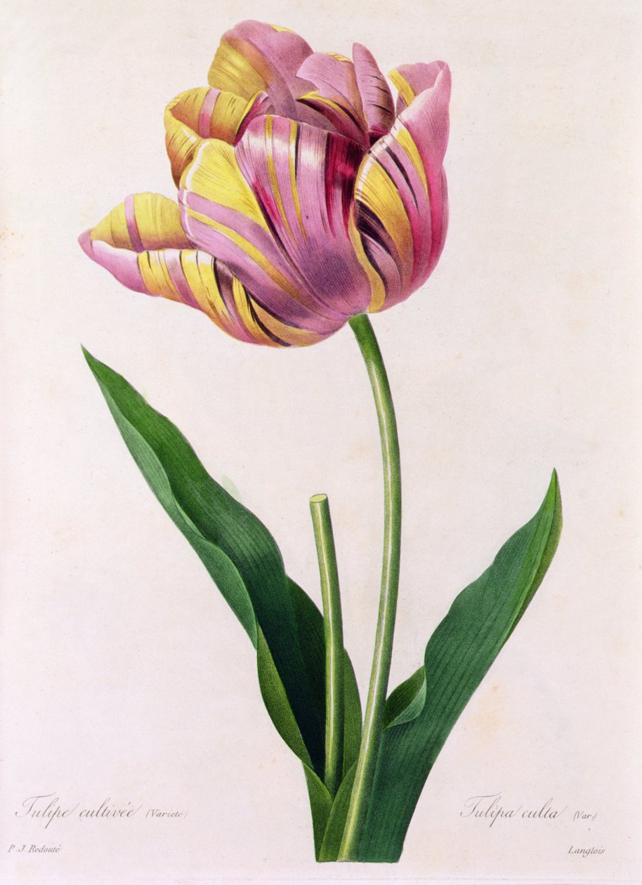 Tulipa Culta (farvet gravering) af Pierre Joseph Redouté