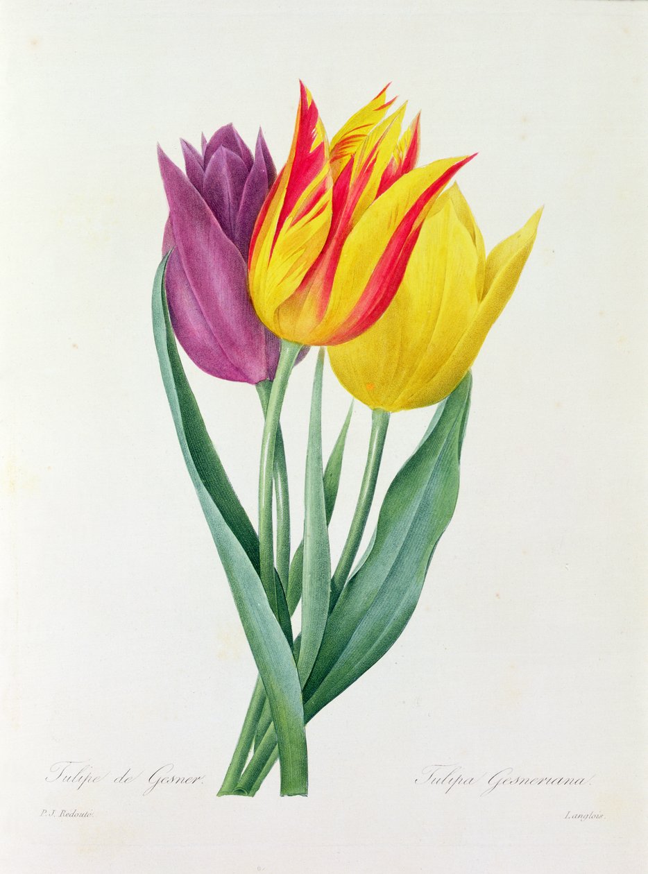 Tulipa Gesneriana (farvet gravering) af Pierre Joseph Redouté