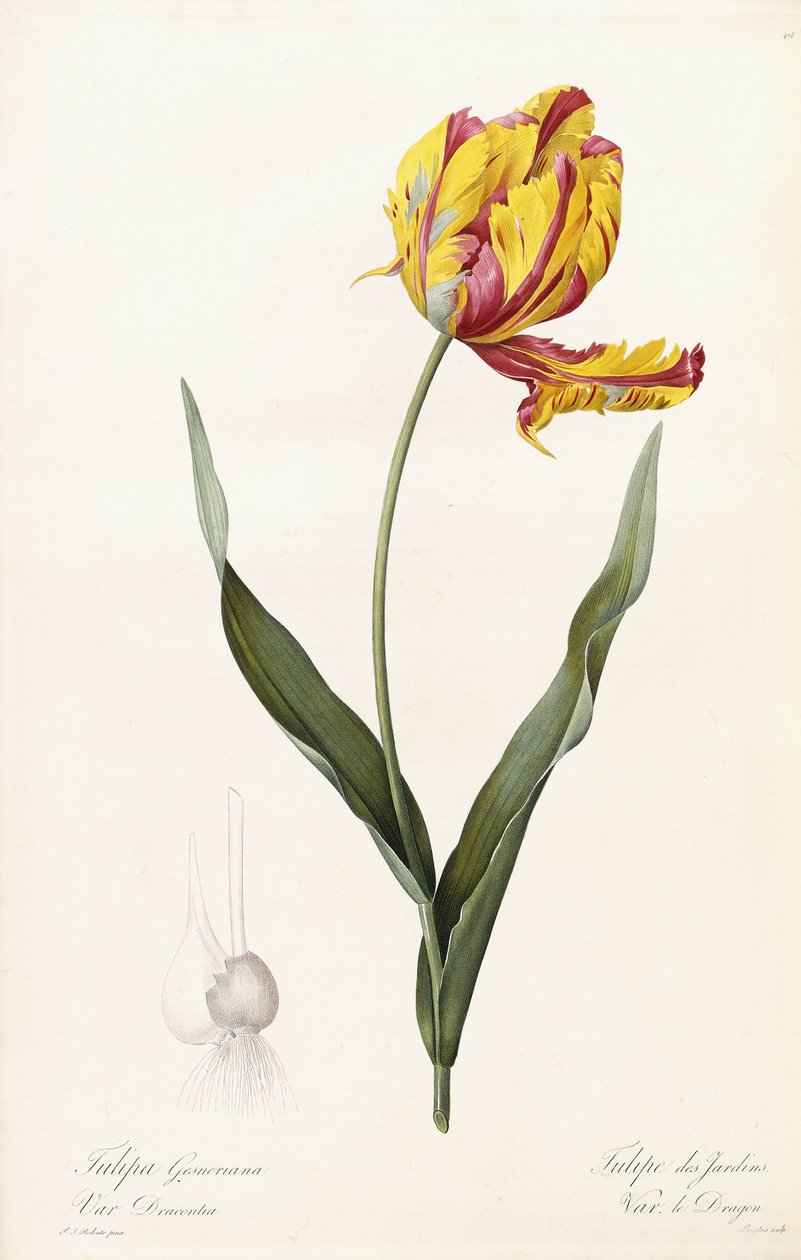 Tulip Gesneriana - Tulip des Jardins af Pierre Joseph Redouté