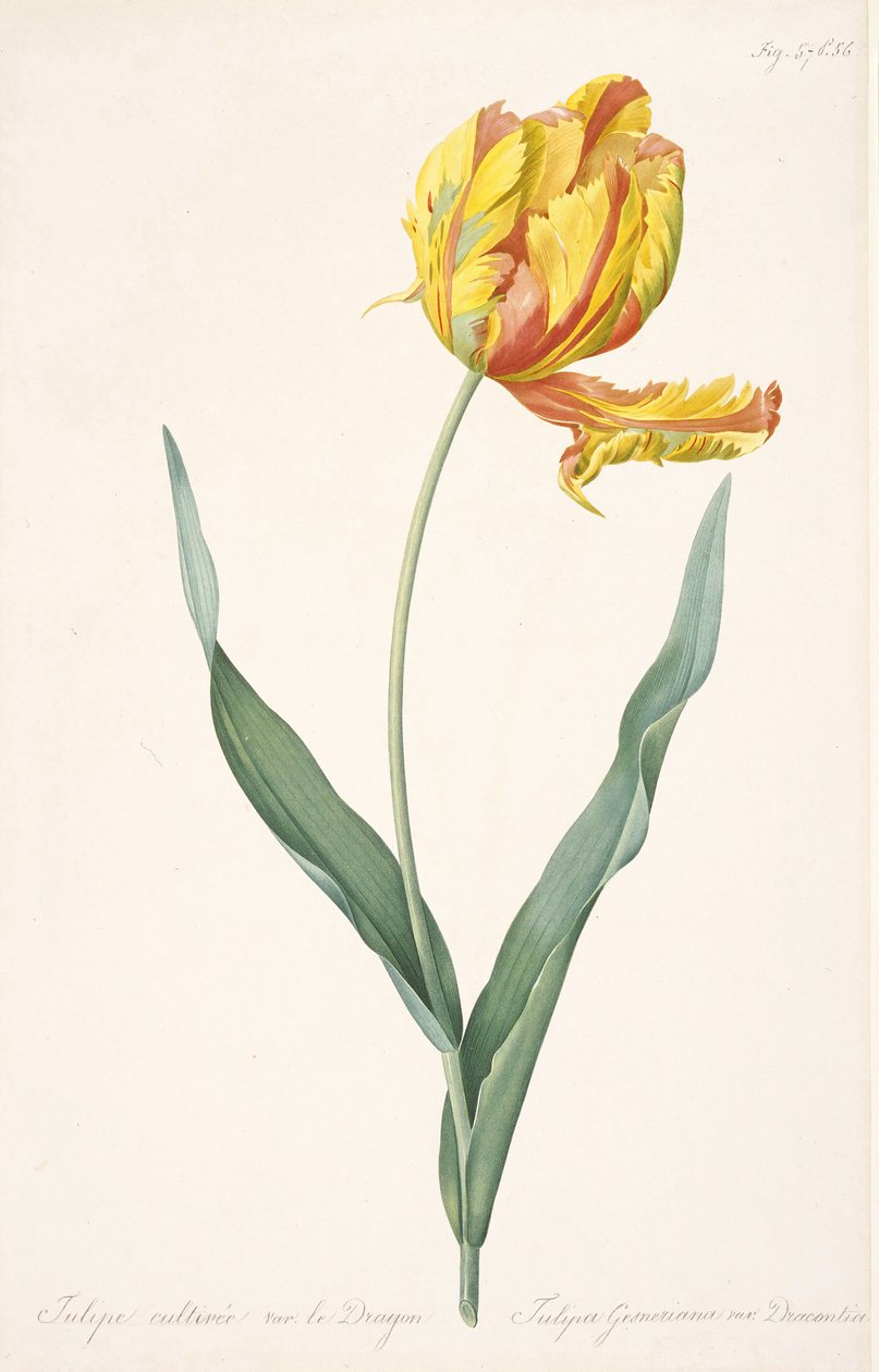 Tulipa Gesneriana var. Dragens papegøje tulipan, 1816. af Pierre Joseph Redouté