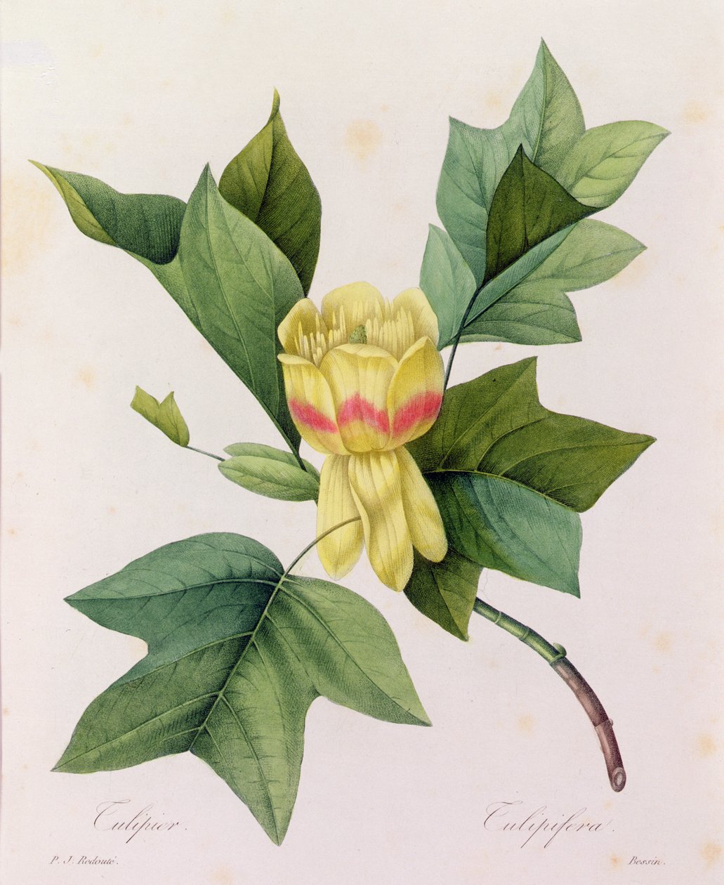 Tulipifera (farvet gravering) af Pierre Joseph Redouté