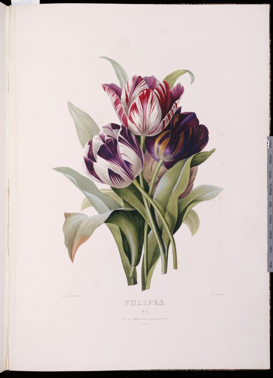 Tulipaner fra "A Fine Series of Floral Bouquets" af Pierre Joseph Redouté