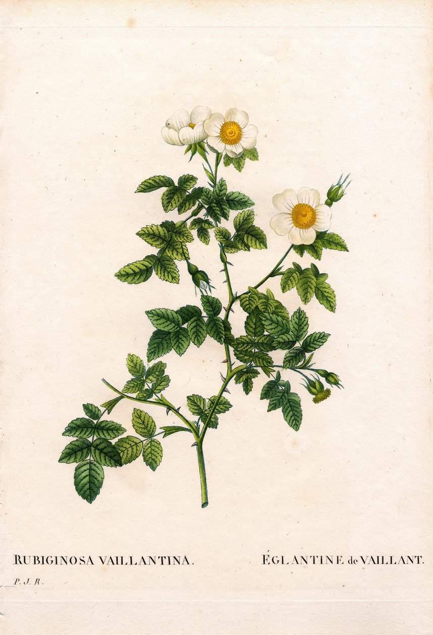 Vaillants sweetbriar rose, Rosa rubiginosa sort, L