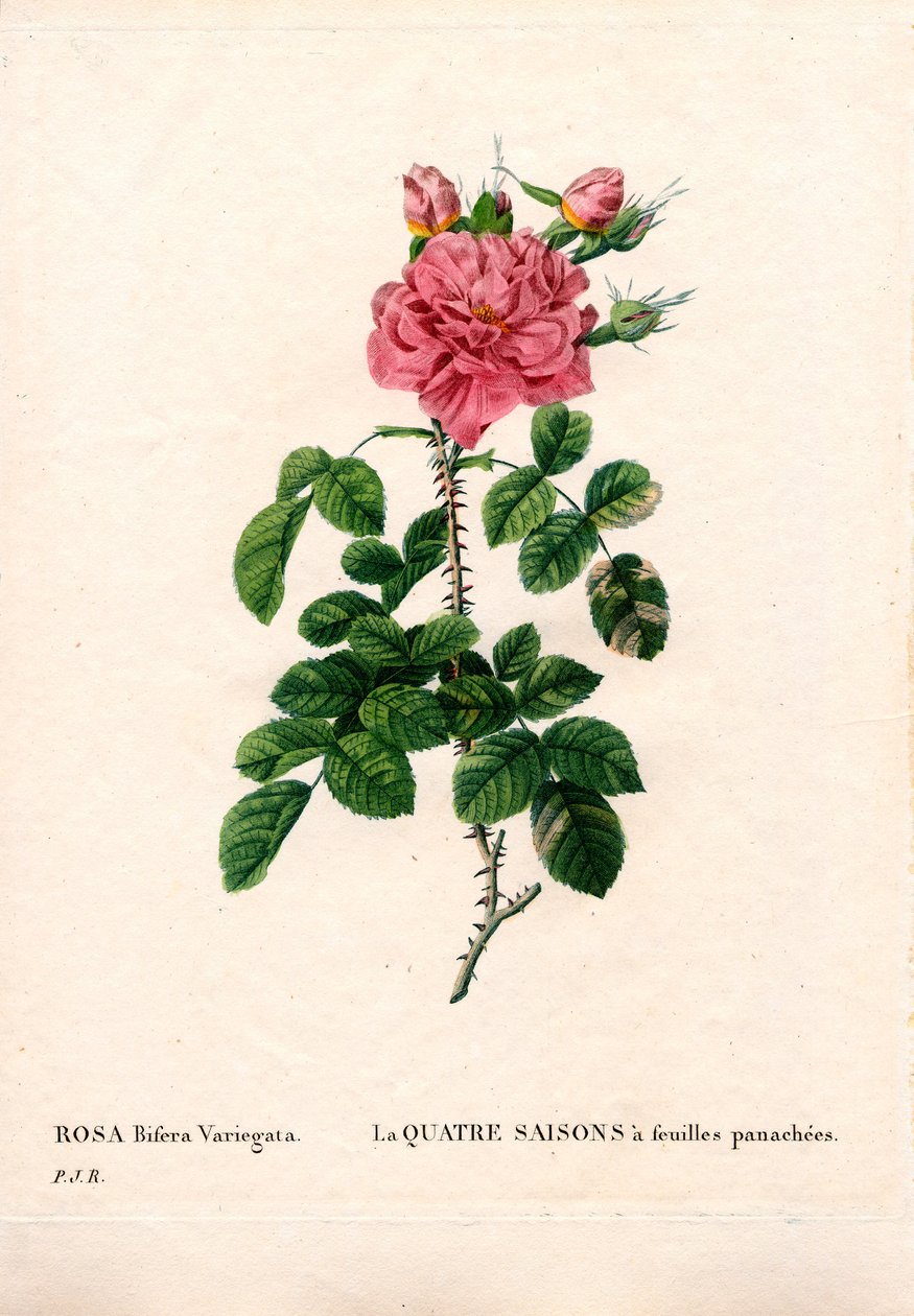 Broget fire årstider pink, Rosa damascena var. bifera. Håndfarvet stiplet kobberstik fra Pierre Joseph Redoutes "" Les Roses,"" Paris af Pierre Joseph Redouté