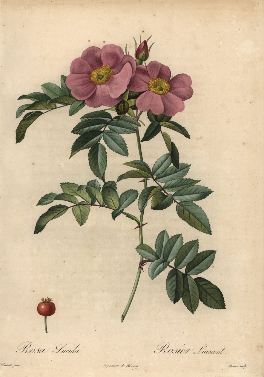 Violet Virginia rose, Rosa virginiana af Pierre Joseph Redouté