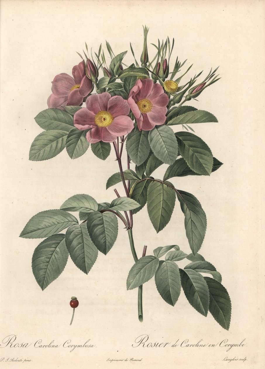 Virginia rose, mørke blomster - Eau forte de Langlois, baseret på en illustration af Pierre Joseph Redoute (1759-1840), fra Les Roses af Pierre Joseph Redouté