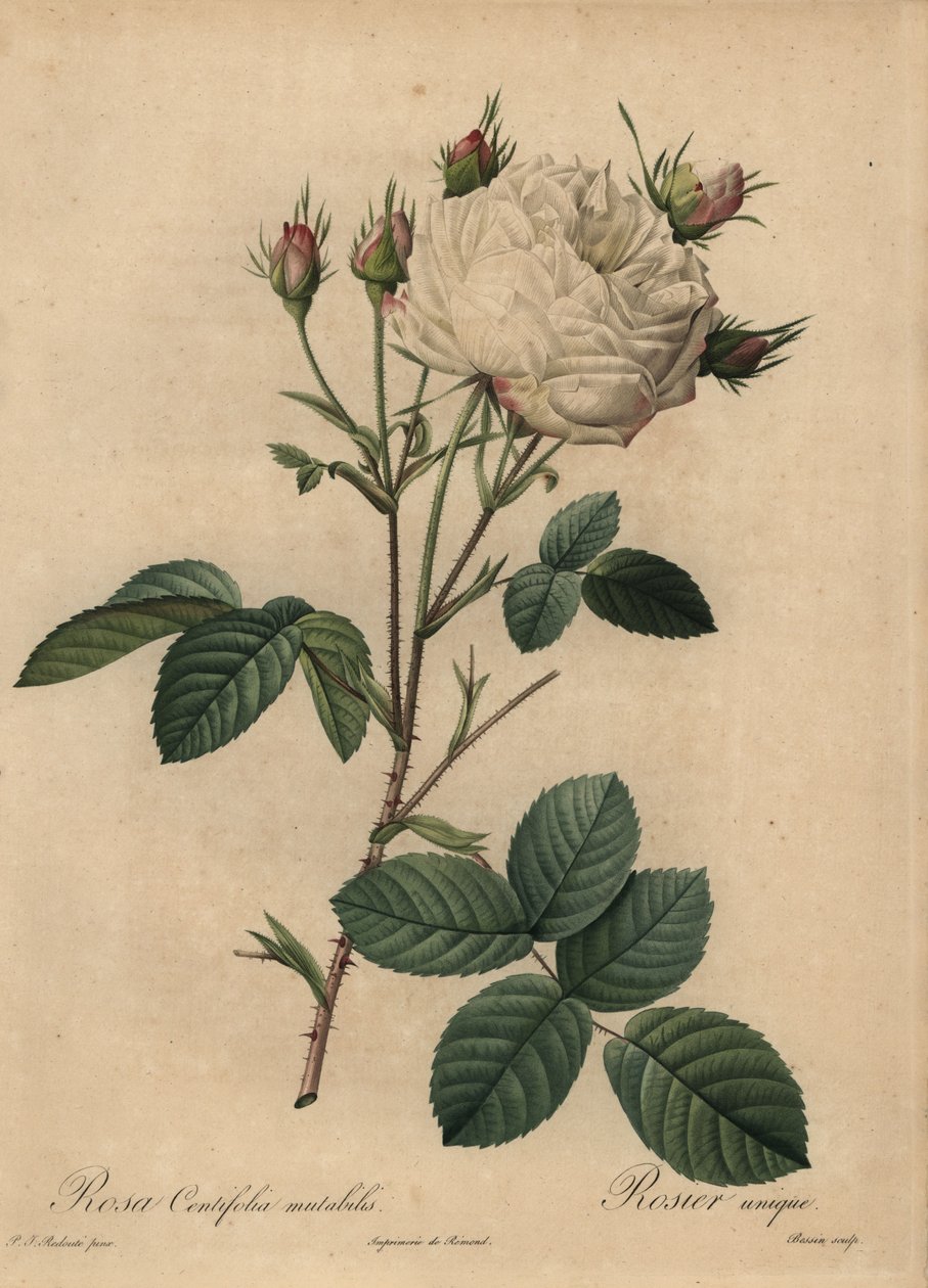 Hvid og lyserød kålrose, Rosa centifolia af Pierre Joseph Redouté