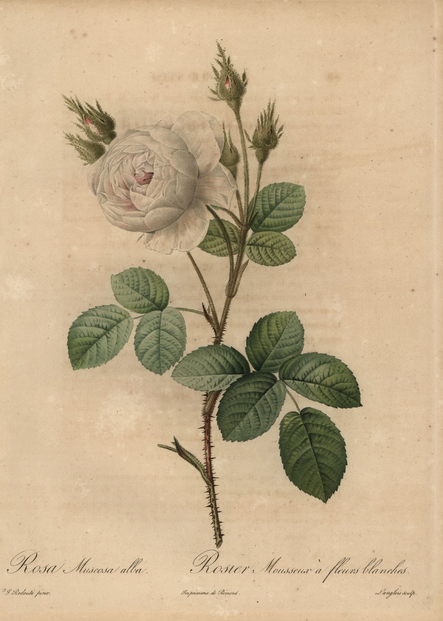 Hvidkålsrose, Rosa muscosa alba af Pierre Joseph Redouté