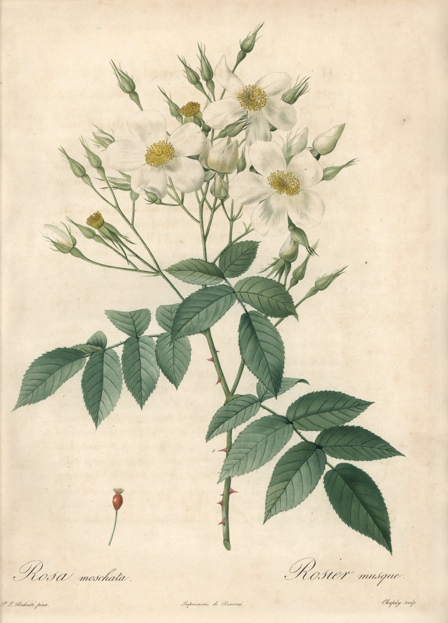 Hvide blomster moskusrose - Eau forte de Chapuy, baseret på en illustration af Pierre Joseph Redoute (1759-1840), fra Les Roses af Pierre Joseph Redouté