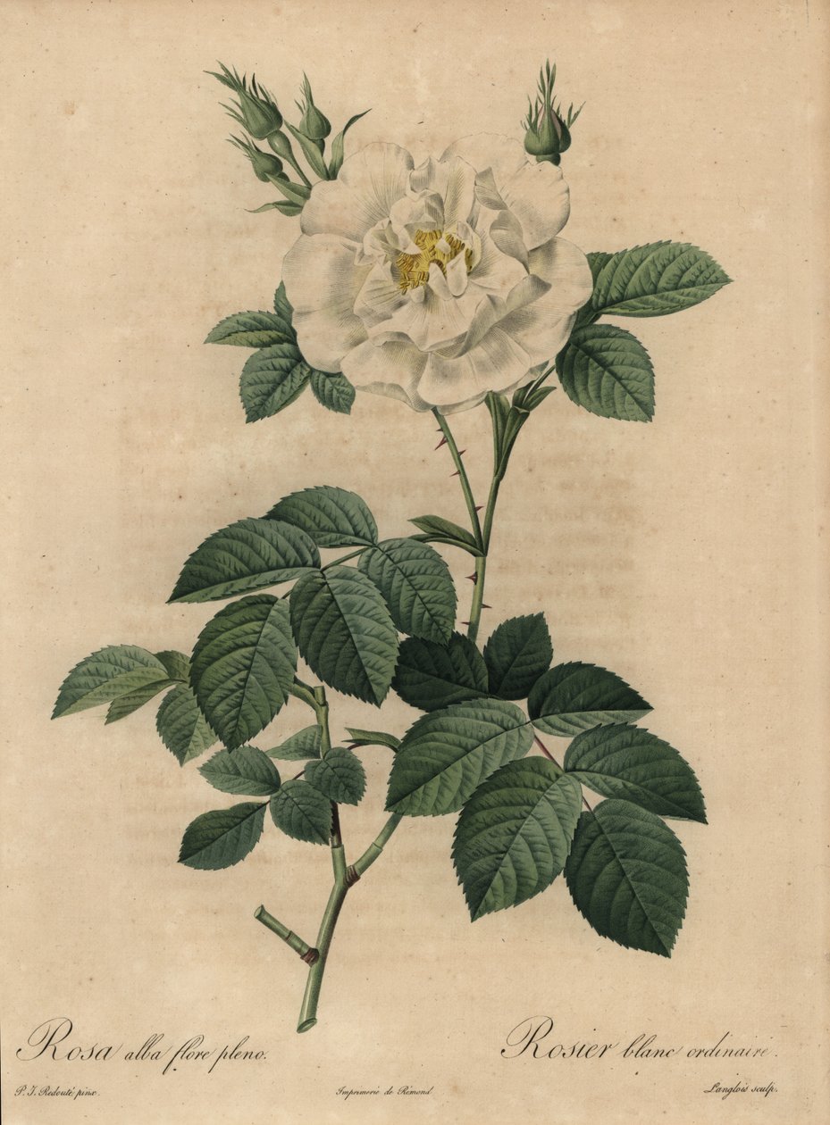 Hvid rose, Rosa alba flore pleno, Almindelig hvid rose af Pierre Joseph Redouté