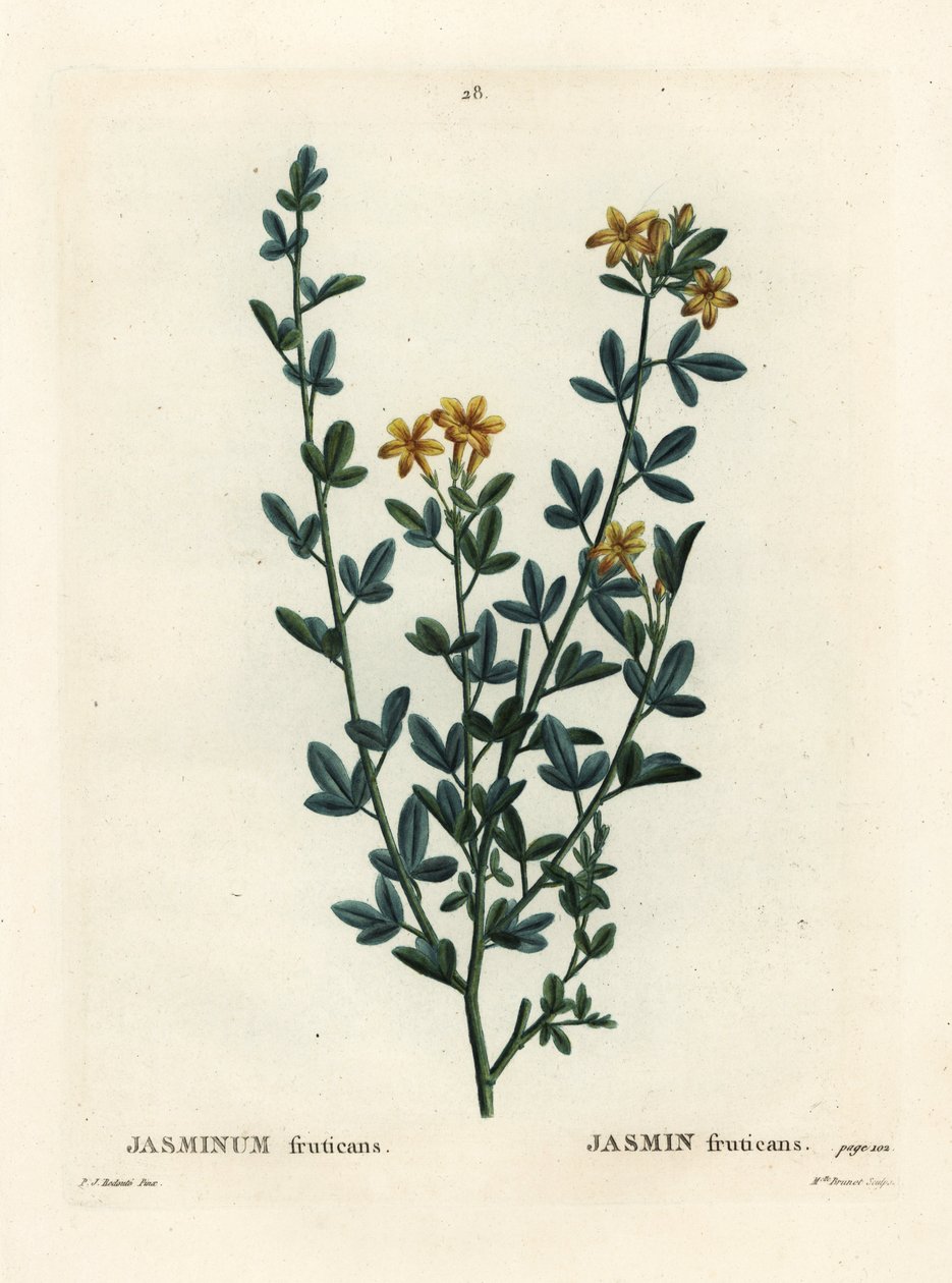 Vild eller gul Jasmin, Jasminum fruticans. Håndfarvet stipplegravering af Miss Brenet efter en illustration af Pierre-Joseph Redoute fra Henri Louis Duhamel du Moncels Treat des Arbres et Shrustes, Paris af Pierre Joseph Redouté