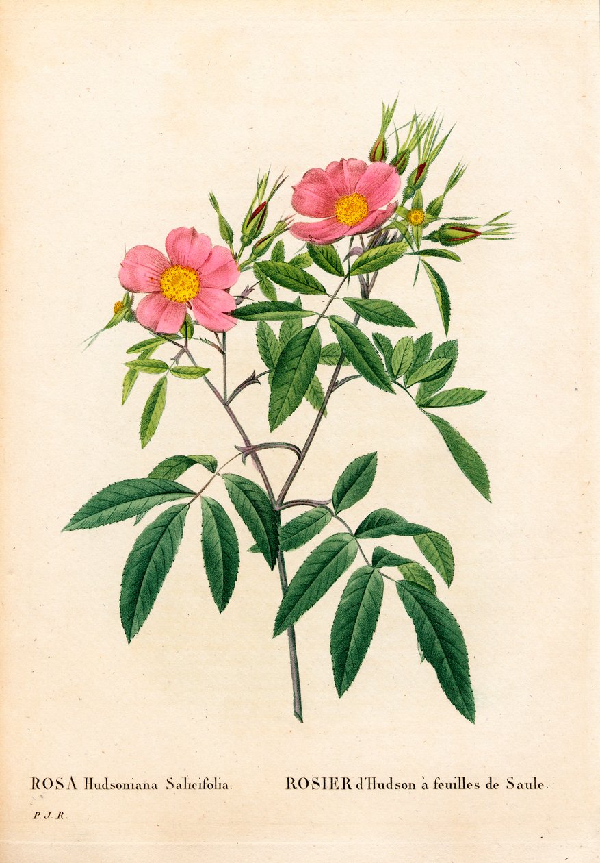 Pilebladet pink marsk, Rosa palustris, Pilebladet Hudson rose. Håndfarvet stiplet kobberstik fra Pierre Joseph Redoutes "" Les Roses,"" Paris af Pierre Joseph Redouté