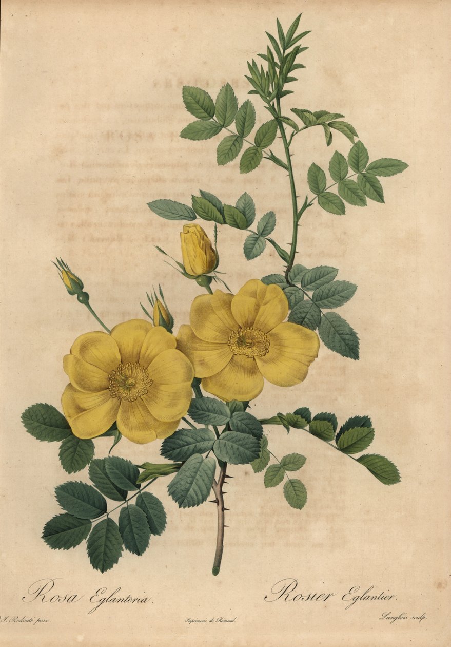 Gul rose, Rosa eglanteria af Pierre Joseph Redouté