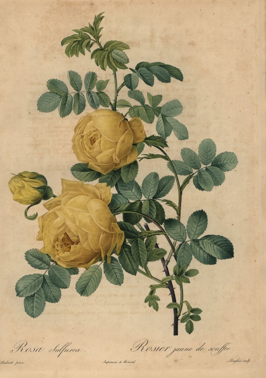 Gul svovlrose, Rosa hemisphaerica af Pierre Joseph Redouté