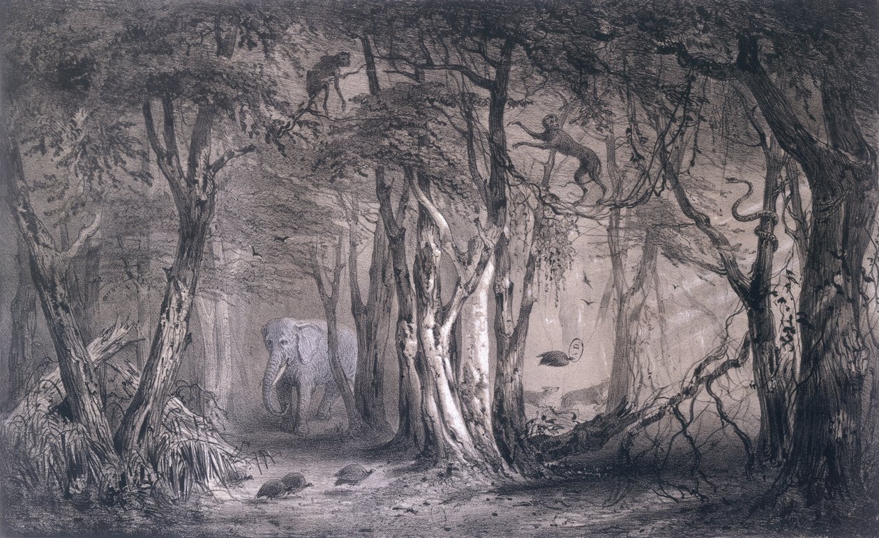 Virgin Forest on the Edge of the Blue Nile, fra Voyages au Soudan Oriental et dans lAfrique Septentrionale af Pierre Tremaux (1818-95) indgraveret af Tirpenne og J. Gaildrau, 1852 af Pierre Tremaux