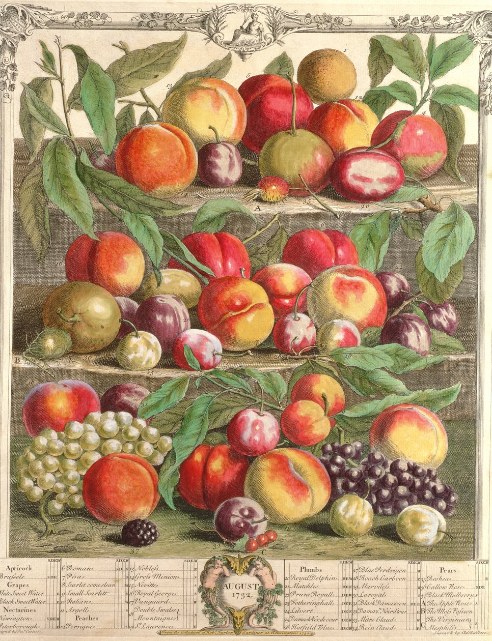 August, fra "Twelve Months of Fruits", af Robert Furber (ca. 1674-1756), graveret af C. Du Bose, 1732 (farvestik) af Pieter Casteels
