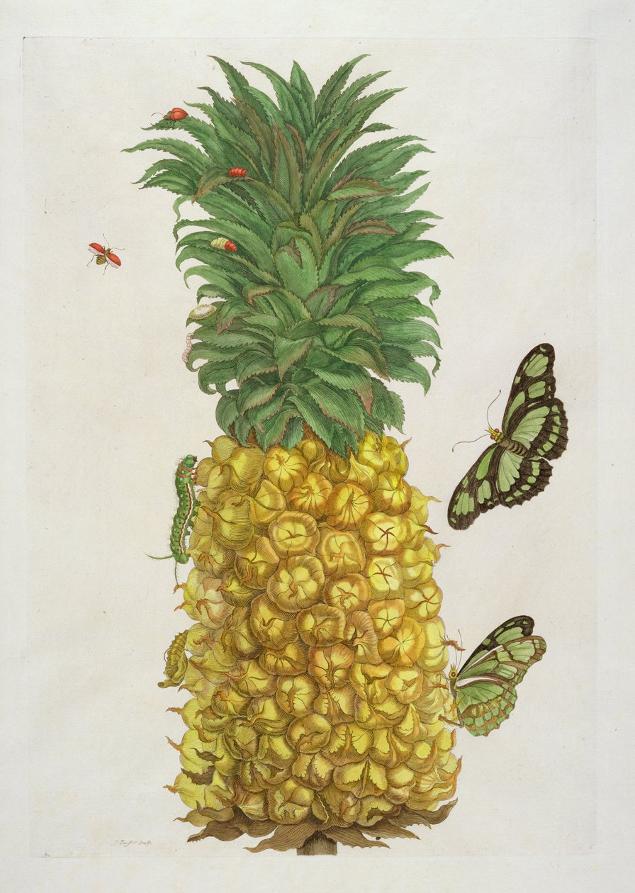 Ananas med larve og sommerfugle (håndfarvet gravering) af Pieter Sluiter or Sluyter