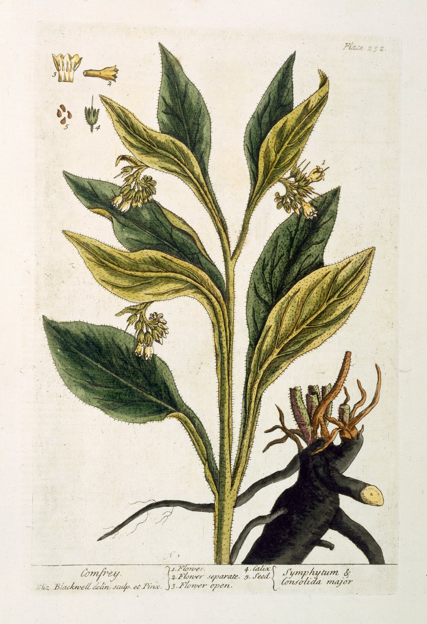 Rød chili (farvegravering) af Pieter Sluiter or Sluyter