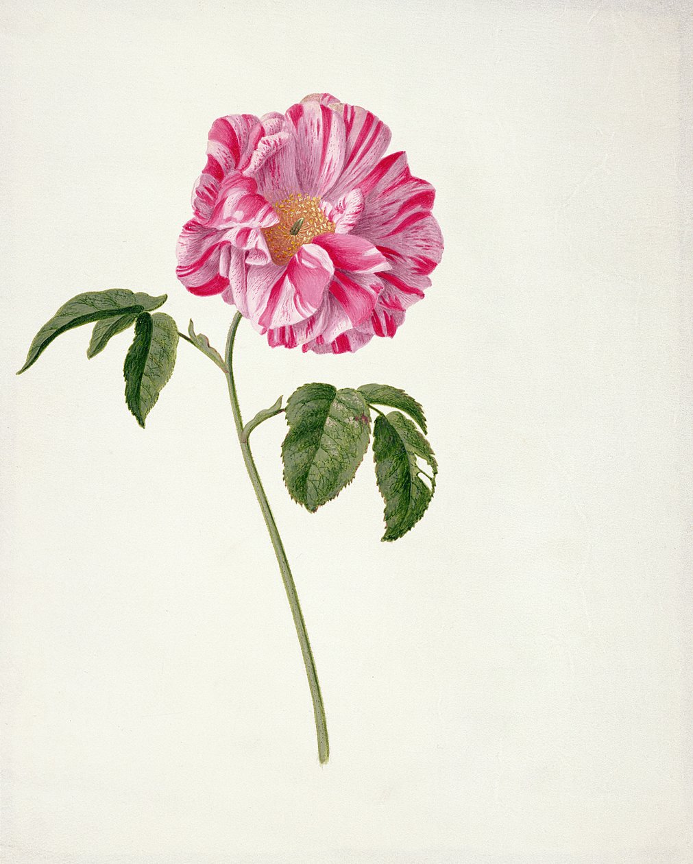PD.101-1973f.3 Rosa gallica versicolour (Rosa mundi) (toilet og gouache på vellum) af Pieter Withoos