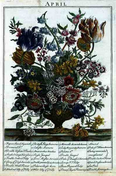 april, fra The Flower Garden vist af Robert Furber (ca. 1674-1756), indgraveret af James Smith, pub. 1732 (se også 11109) af Pieter after Casteels