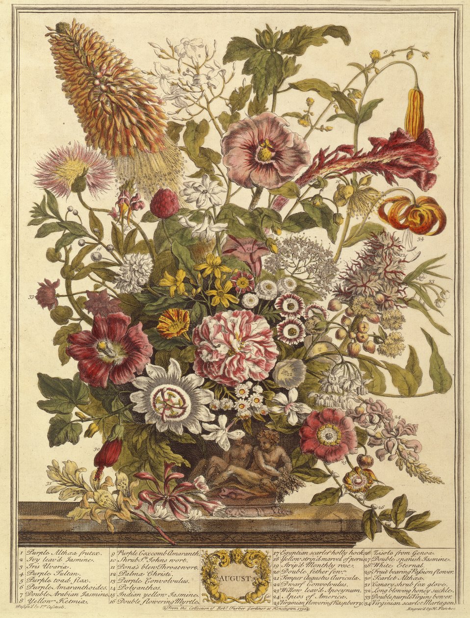 August, fra Twelve Months of Flowers af Robert Furber (ca. 1674-1756) graveret af Henry Fletcher (farvegravering) af Pieter after Casteels