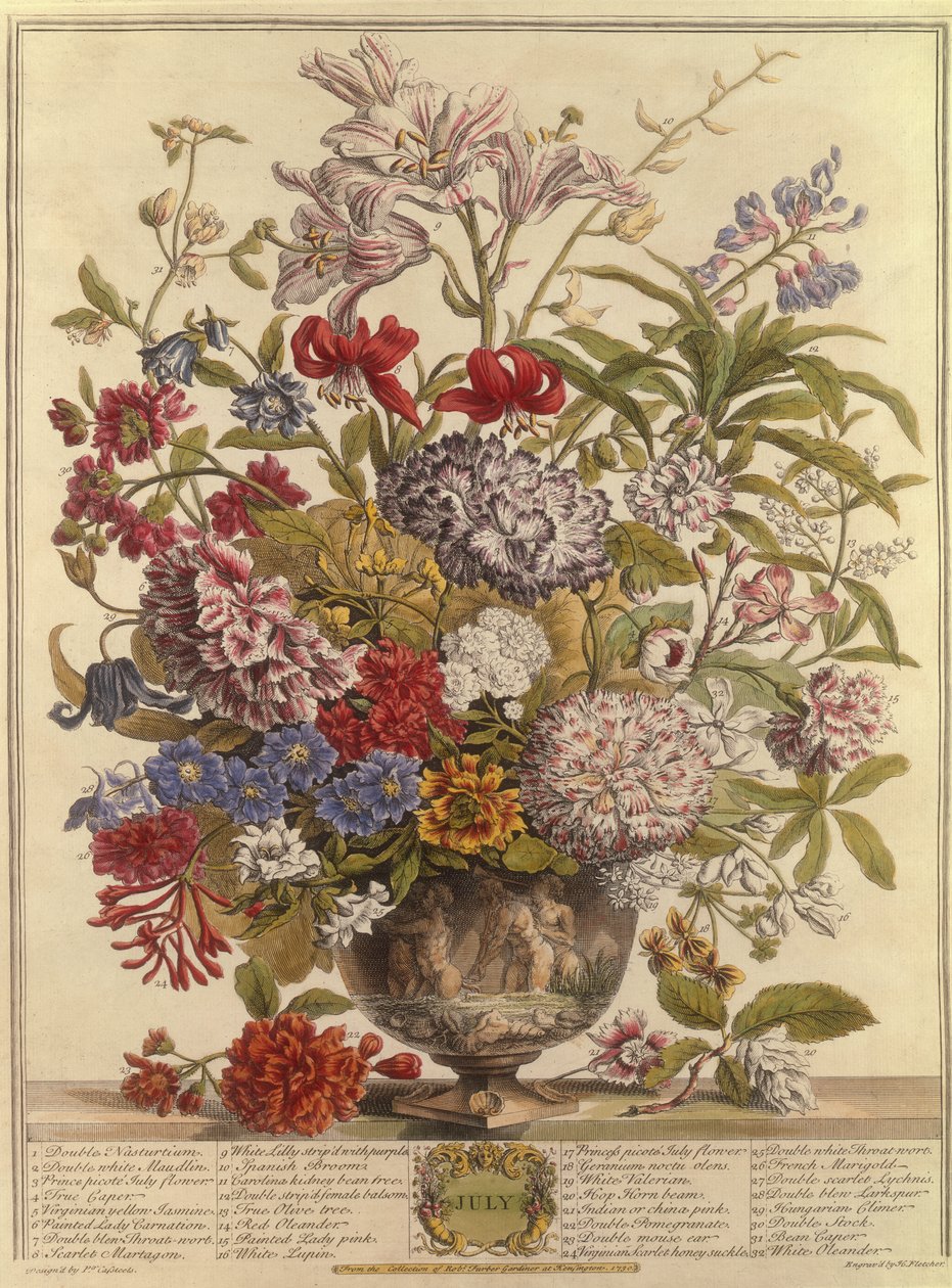 juli, fra Twelve Months of Flowers af Robert Furber (ca. 1674-1756) graveret af Henry Fletcher (farvegravering) af Pieter after Casteels