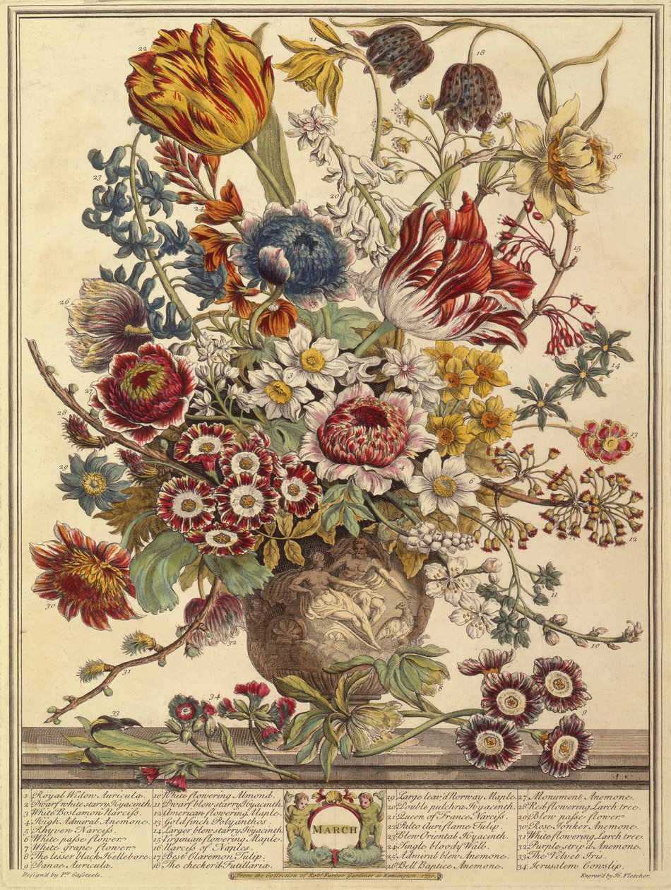 marts, fra Tolv måneder af blomster af Robert Furber (ca. 1674-1756) graveret af Henry Fletcher (farvegravering) af Pieter after Casteels