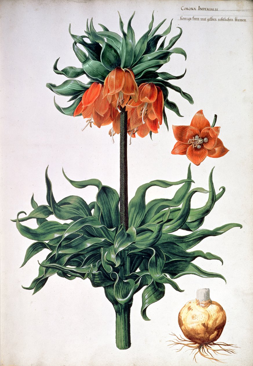 Fritillaria imperialis, ca. 1630 af Pieter van Kouwenhoorn