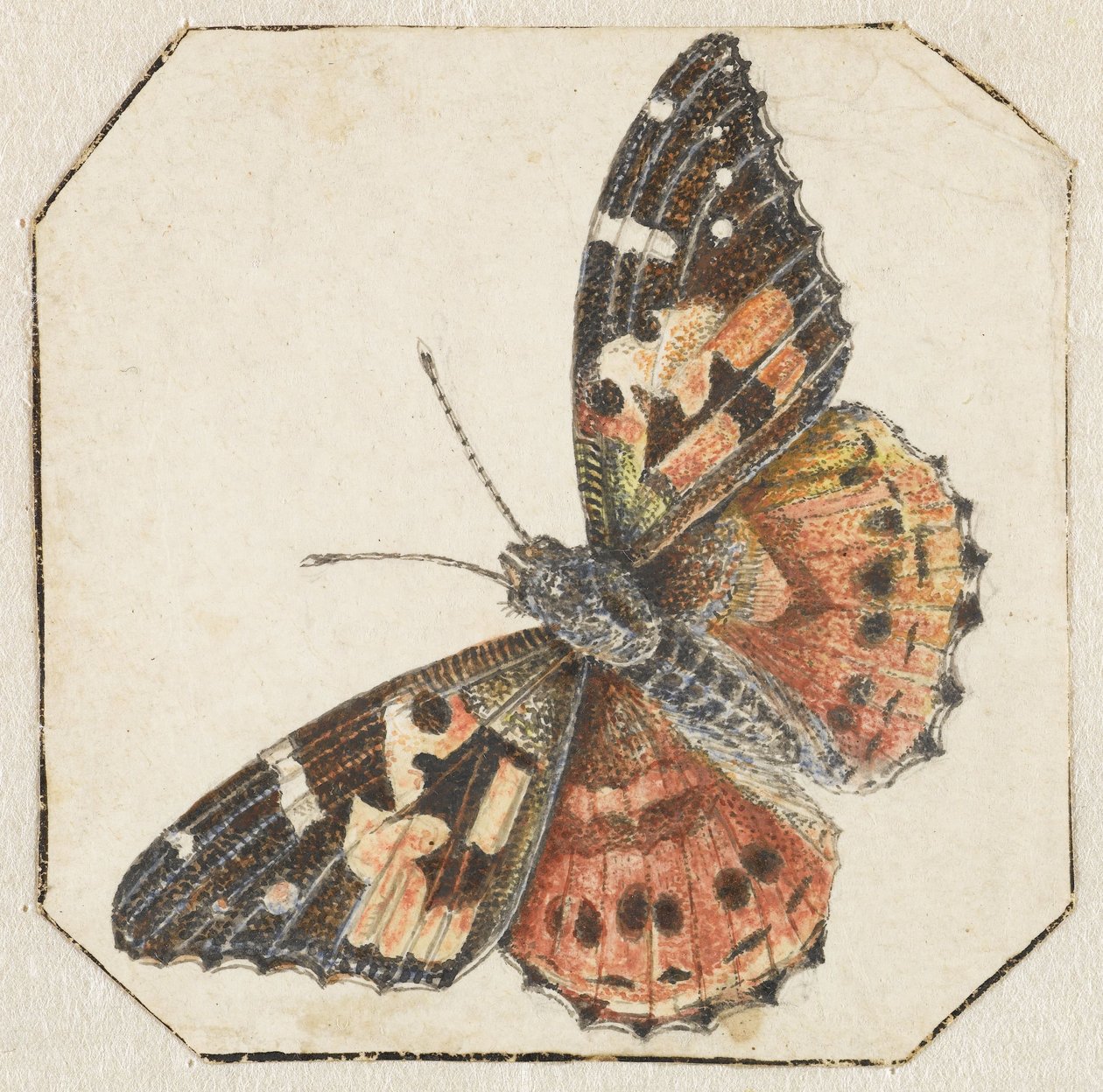 Tidselsommerfugl (Vanessa cardui) af Pieter Barbiers (possibly)