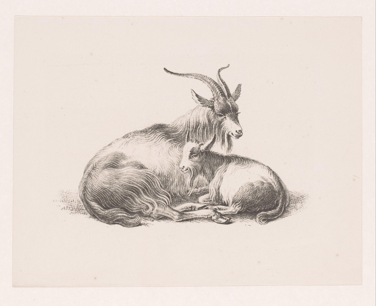 Buk og en ged af Pieter Bartholomeusz. Barbiers