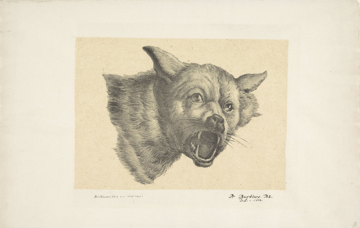 Hovedet af en ulv eller hund af Pieter Bartholomeusz. Barbiers