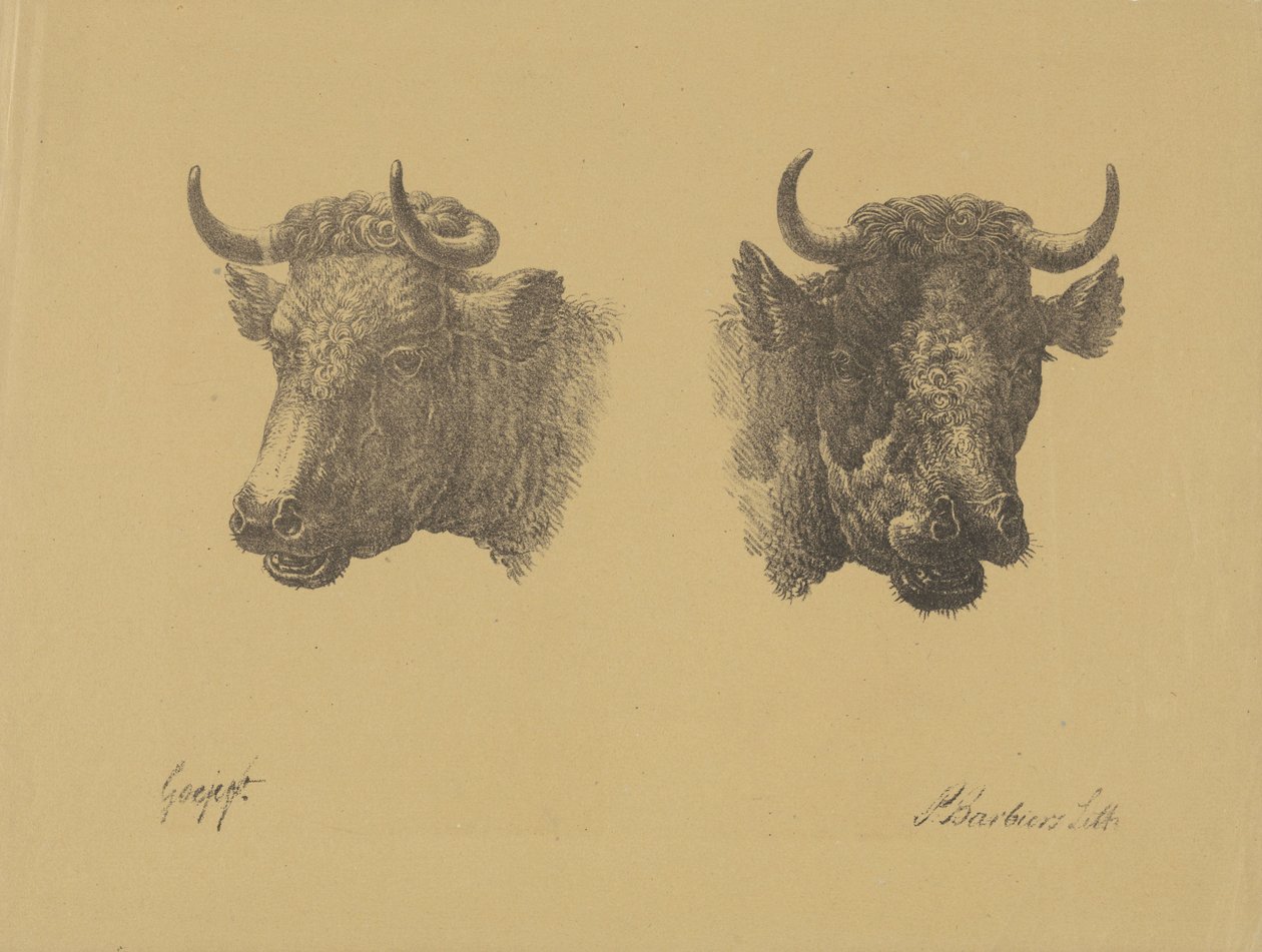 To tyrehoveder af Pieter Bartholomeusz. Barbiers