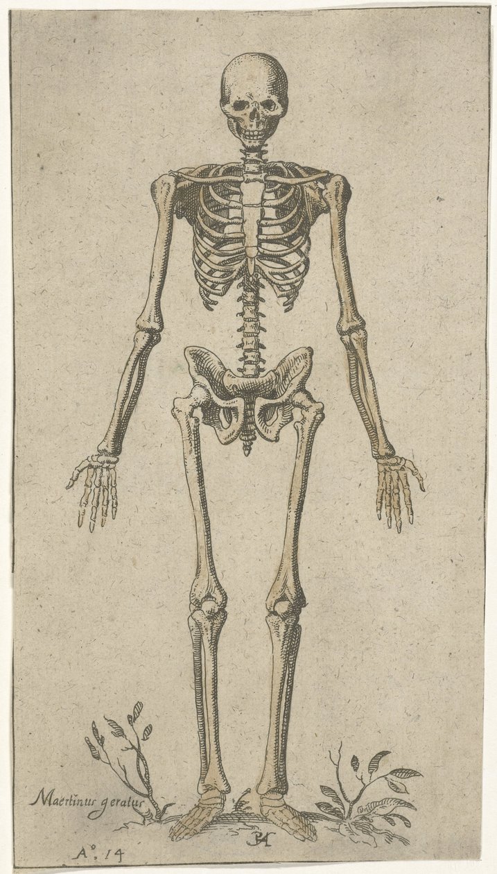 Hanskelet set forfra Anatomiske studier (serietitel) af Pieter Feddes van Harlingen