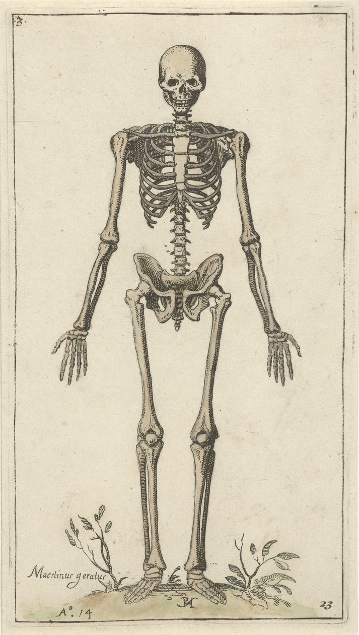 Hanskelet set forfra Anatomiske studier (serietitel) af Pieter Feddes van Harlingen
