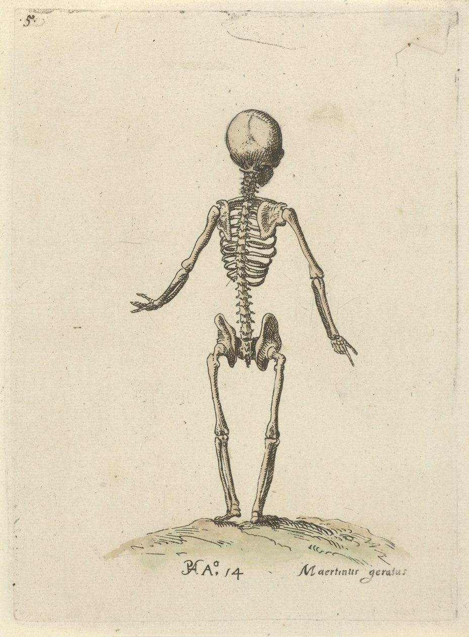 Skelet set bagfra Anatomiske studier (serietitel) af Pieter Feddes van Harlingen