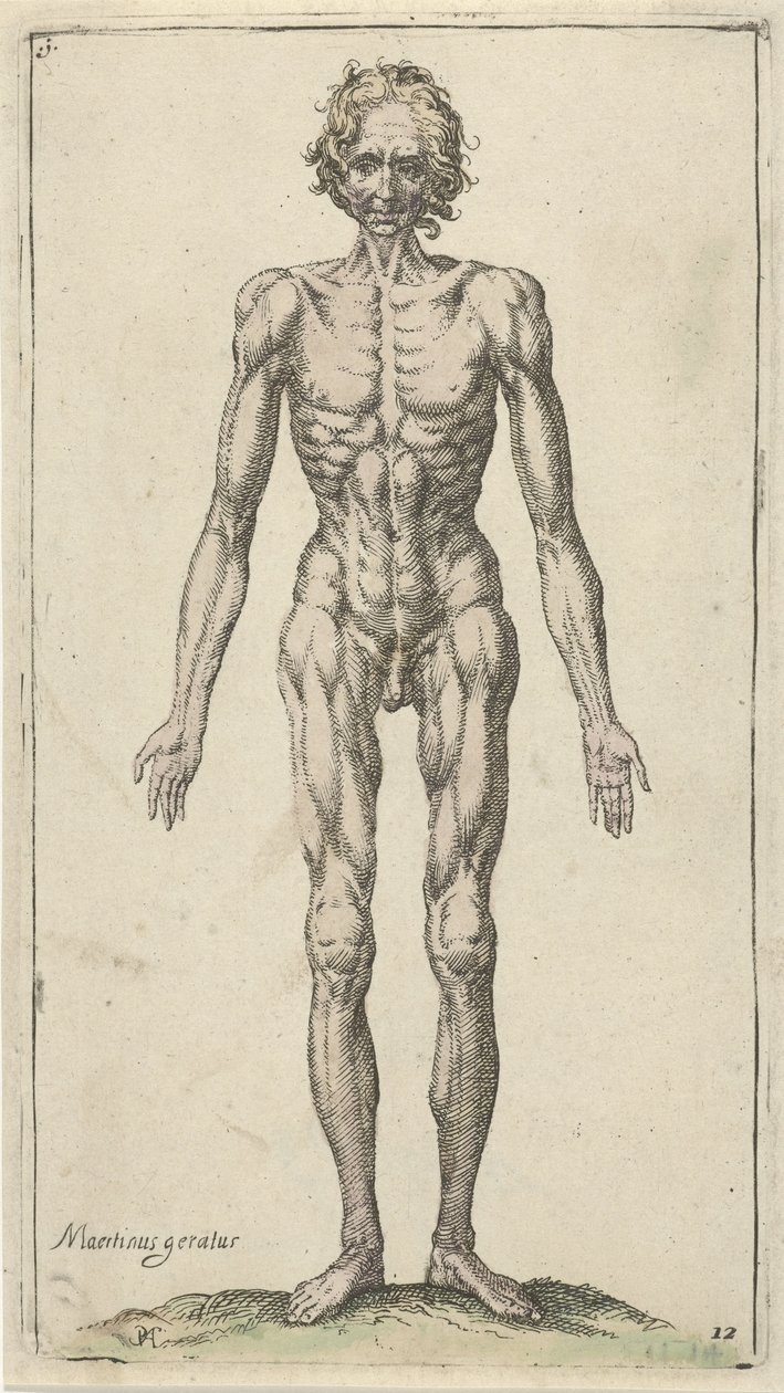Studie af en nøgen mand Anatomiske studier (serietitel) af Pieter Feddes van Harlingen