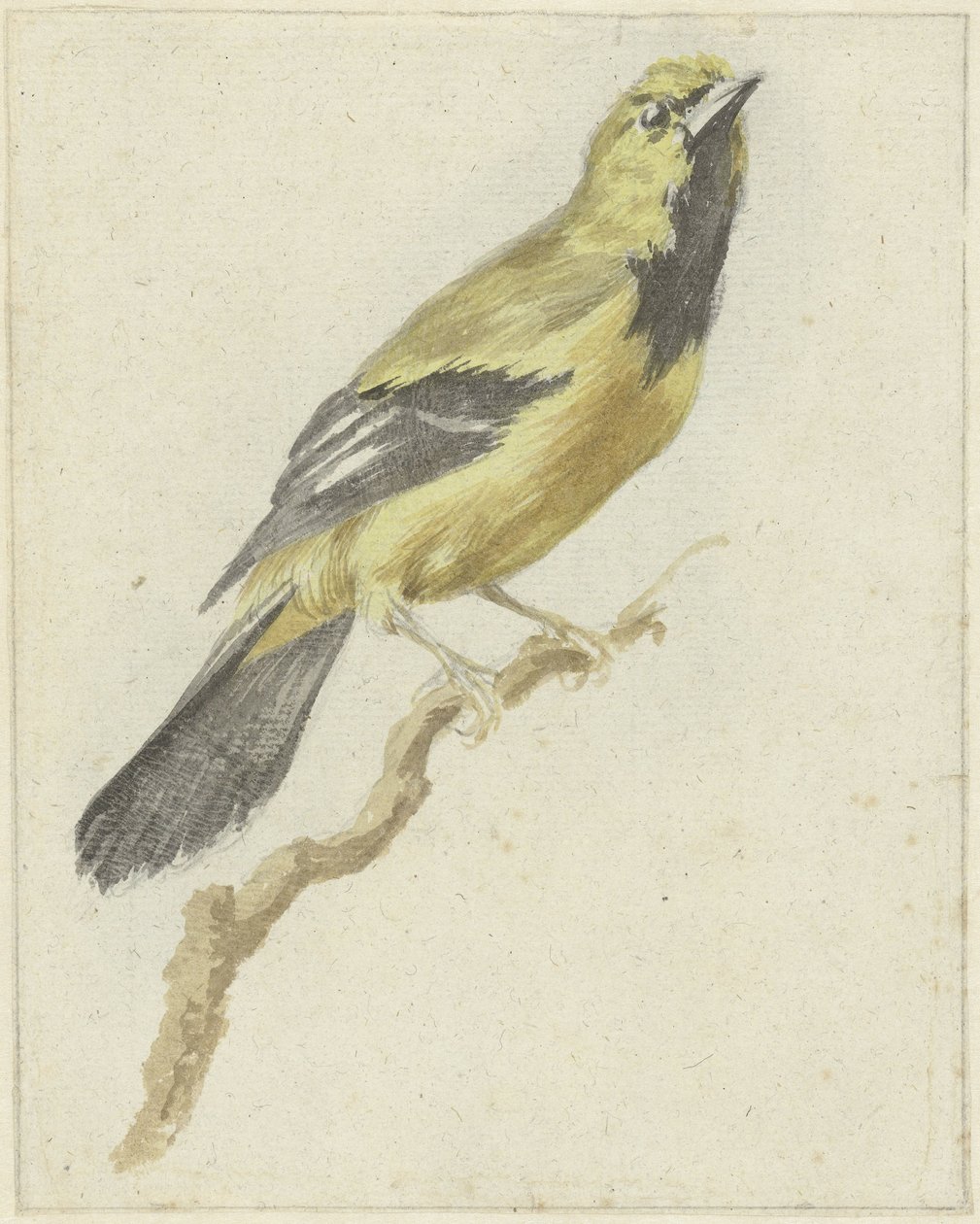 Gul Oriole (Icterus nigrogularis) af Pieter Gevers