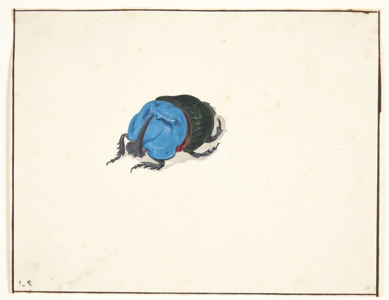 En næsehornsbille (scarabaeidae) af Pieter Holsteijn