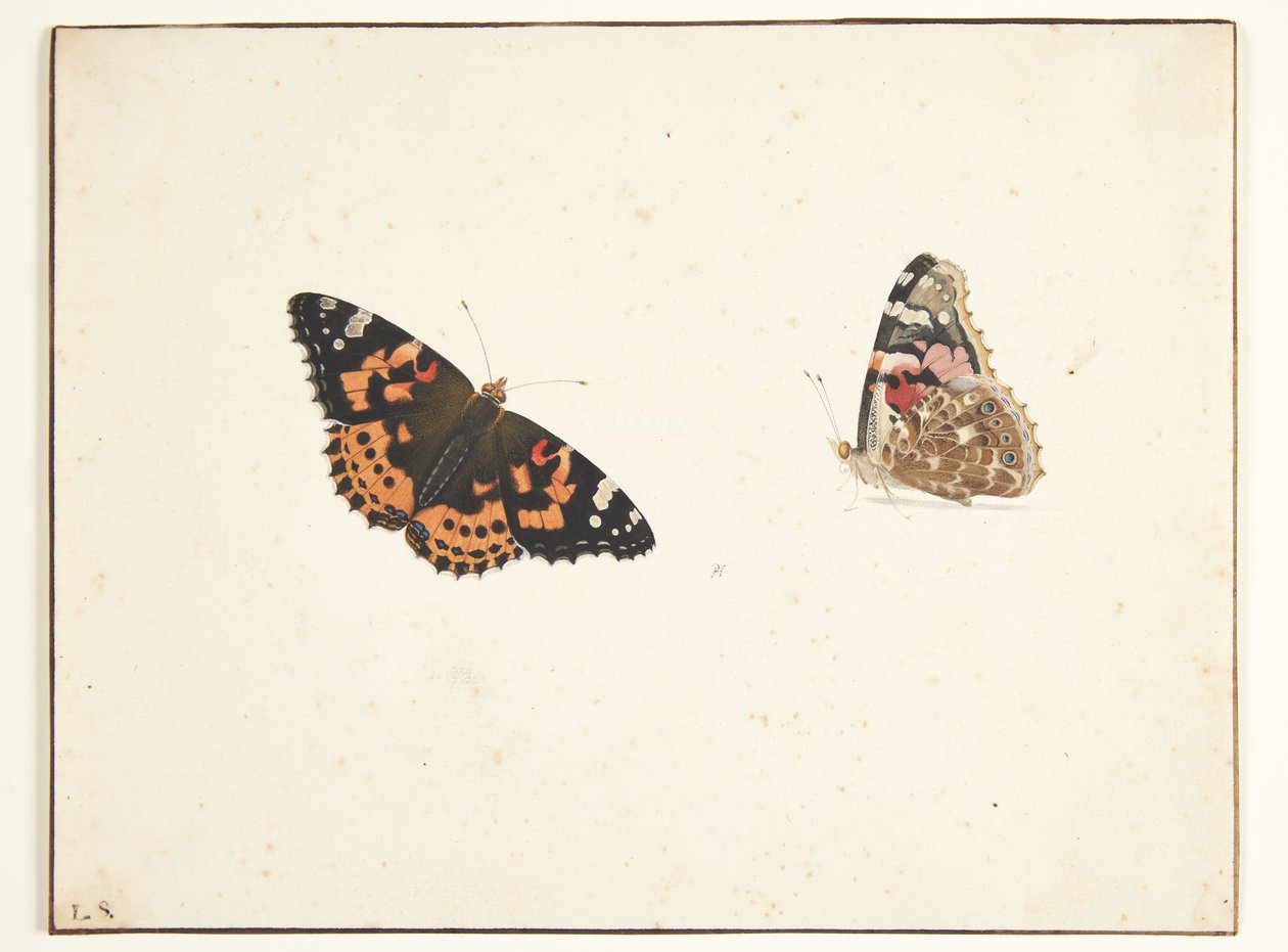 To studier af en tidselfugl (vanessa cardui l.) af Pieter Holsteijn