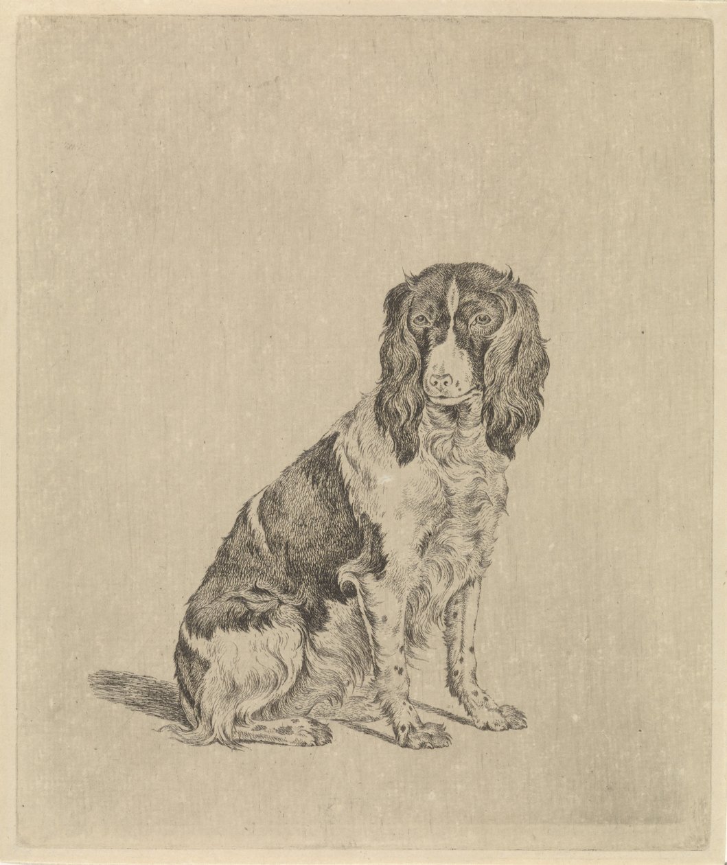 Siddende agerhønehund af Pieter Janson