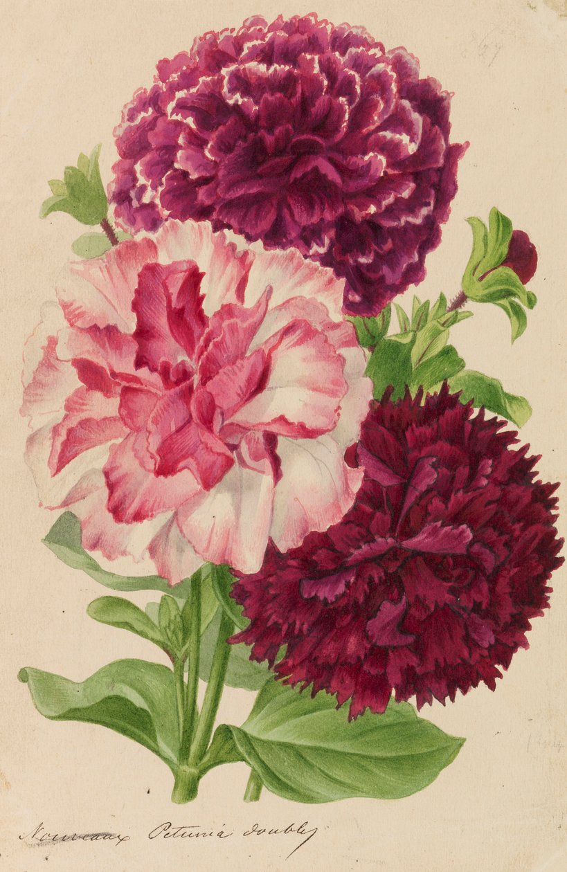 Originaler fra gartneri- og træbrugsudgivelser, 1878-1881. af Pieter Joseph de Pannemaeker