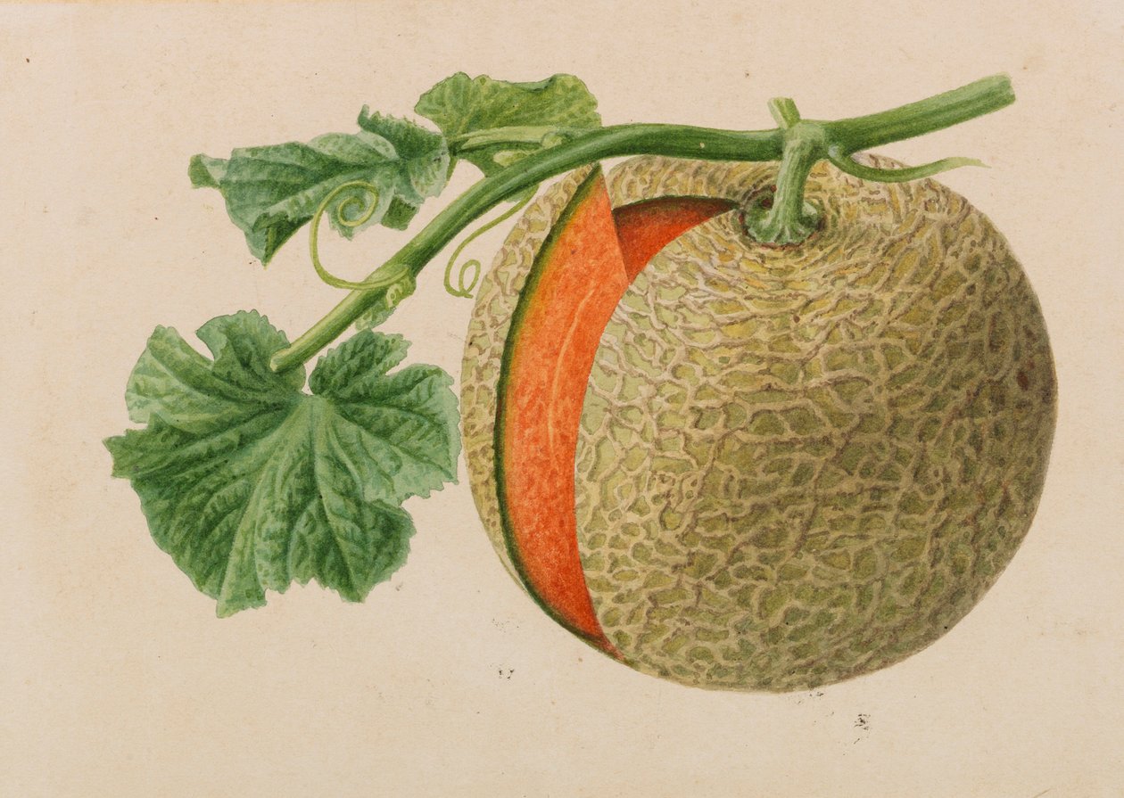 Originaler fra gartneri- og træbrugsudgivelser, 1878-1881. af Pieter Joseph de Pannemaeker