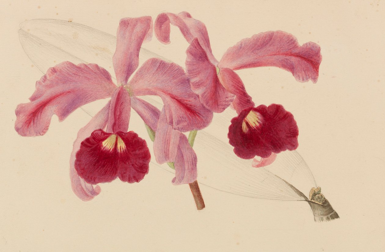 Originals of Horticulture and Arboriculture Publications, 1878-1881. af Pieter Joseph de Pannemaeker