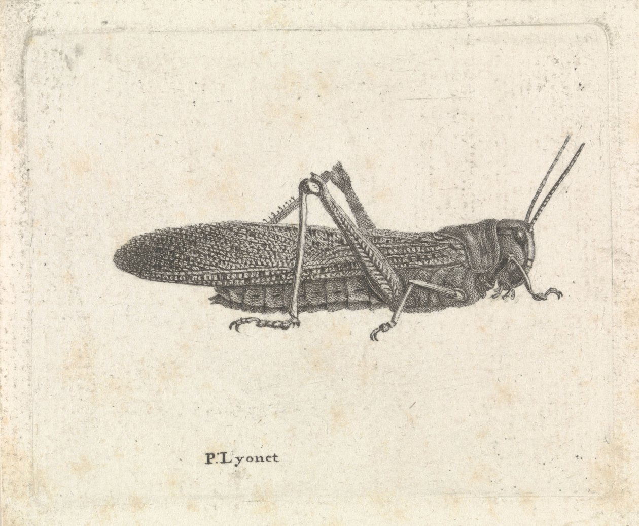 Græshoppe af Pieter Lyonet