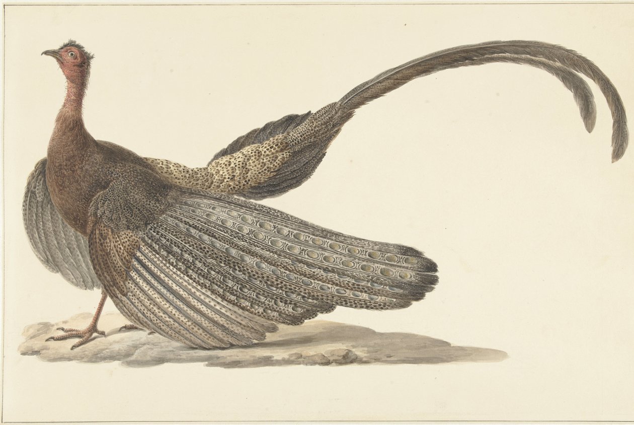 Argus Fasan af Pieter Pietersz. Barbiers