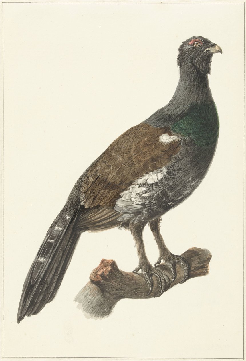 Auerhaan af Pieter Pietersz. Barbiers