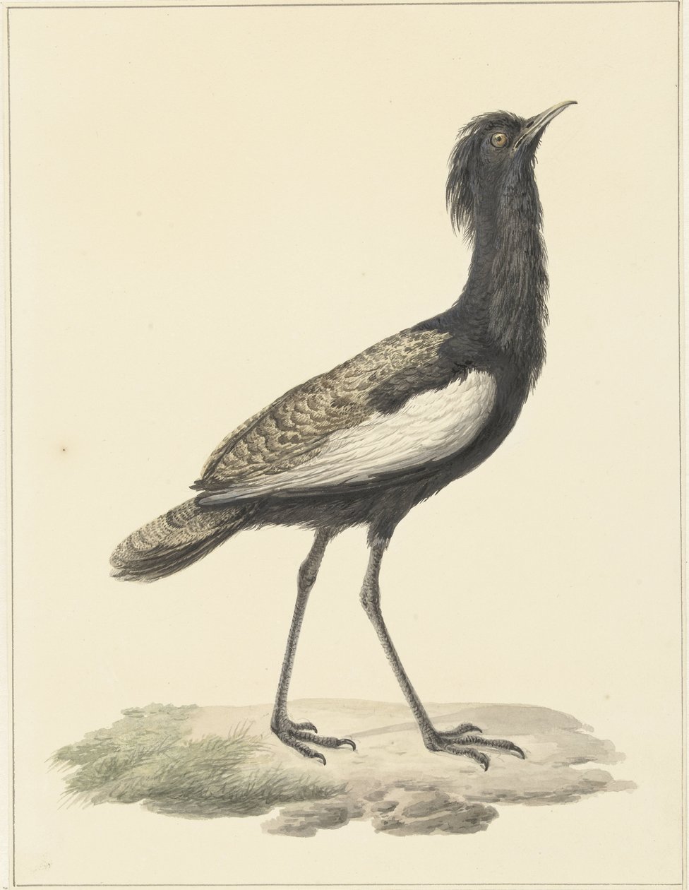 Bardatrap (Eupadatis bengalensis / Haubropsis bengalensis) af Pieter Pietersz. Barbiers