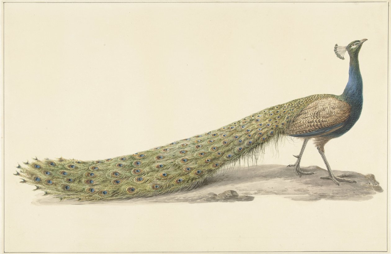 blå påfugl af Pieter Pietersz. Barbiers