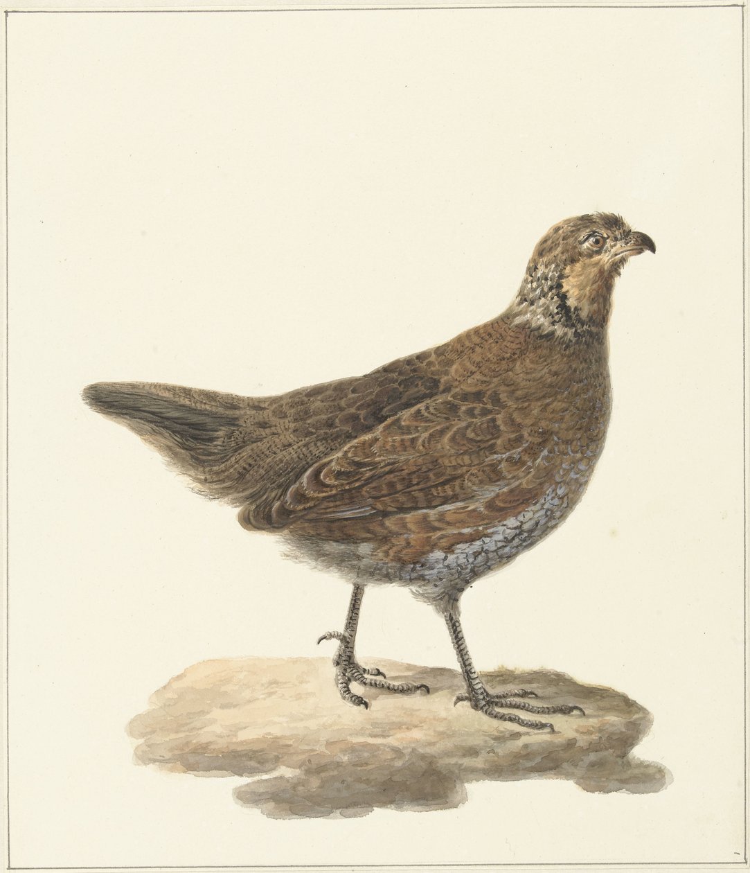 Bobwhite (Colinus virginianus) af Pieter Pietersz. Barbiers