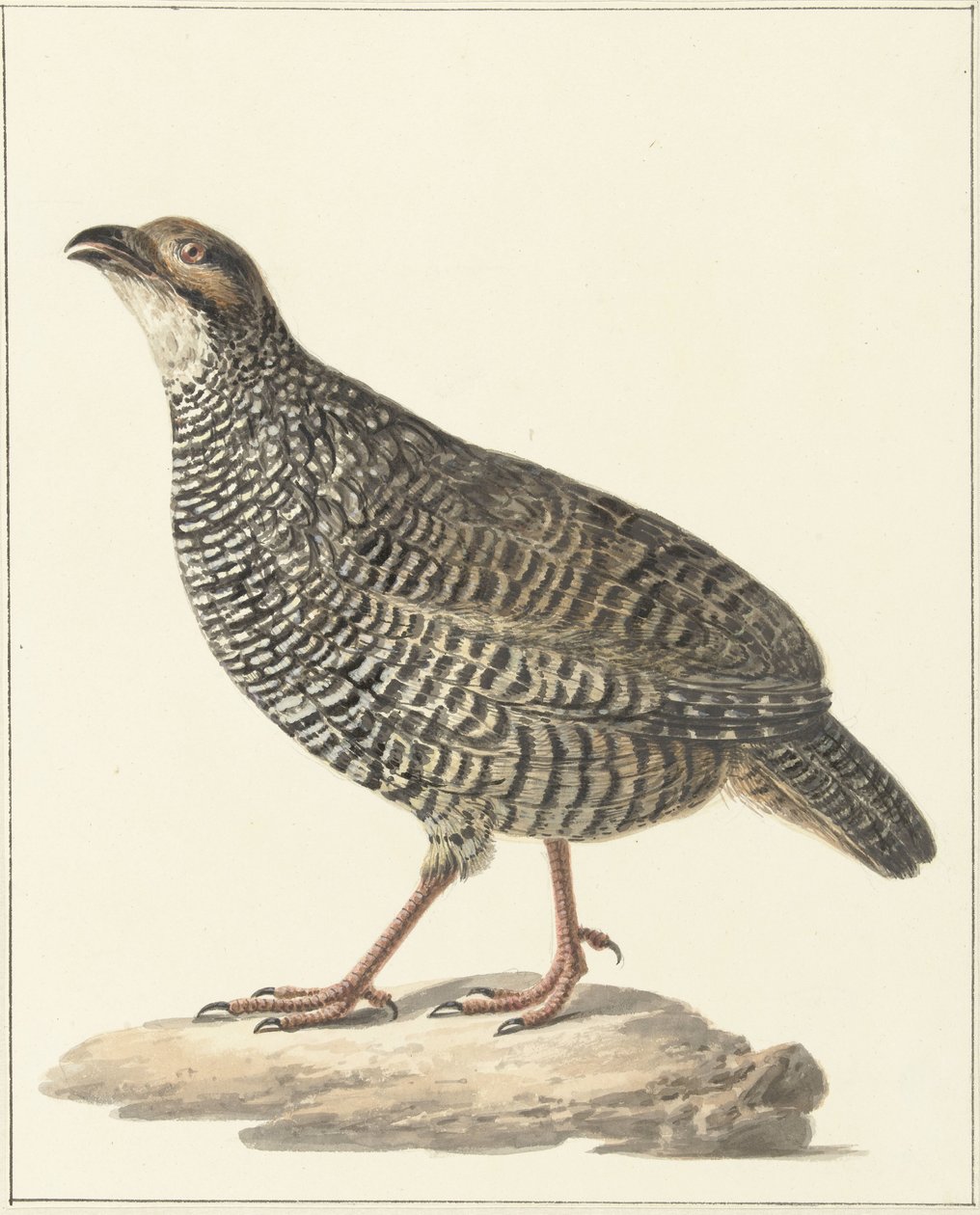Kinesisk francolin (Excalfactoria chinensis) af Pieter Pietersz. Barbiers